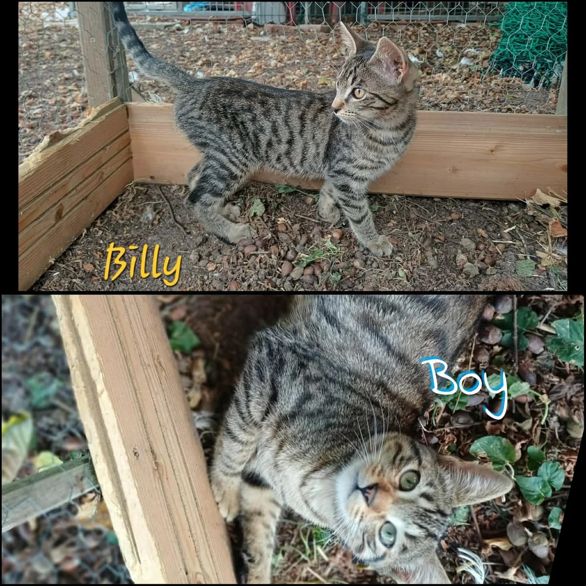Billy et boy, puppy Mixed Breed for adoption at AACE Aide Aux Chats Errants