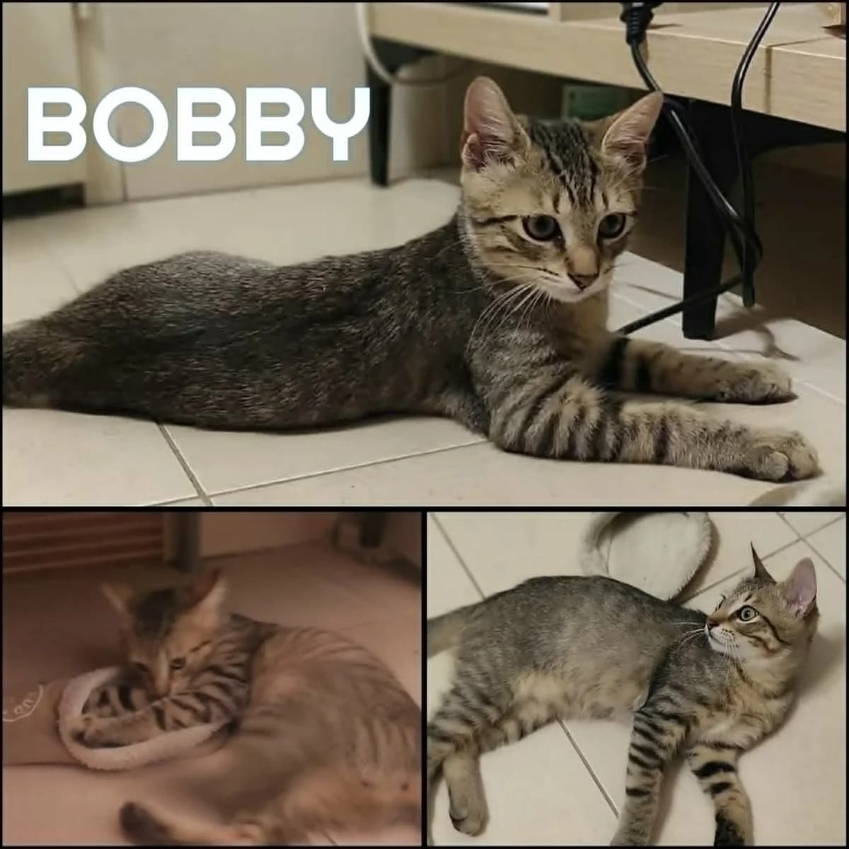 Bobby, male puppy Mixed Breed for adoption at AACE Aide Aux Chats Errants