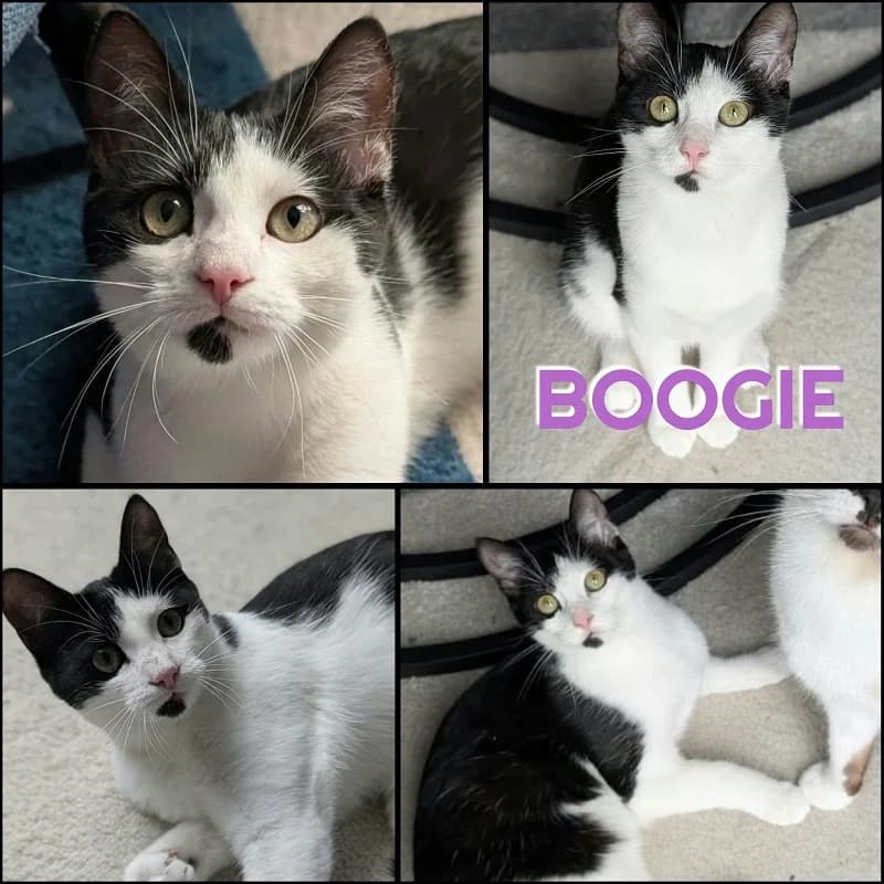 Boogie aa, female puppy Mixed Breed for adoption at AACE Aide Aux Chats Errants