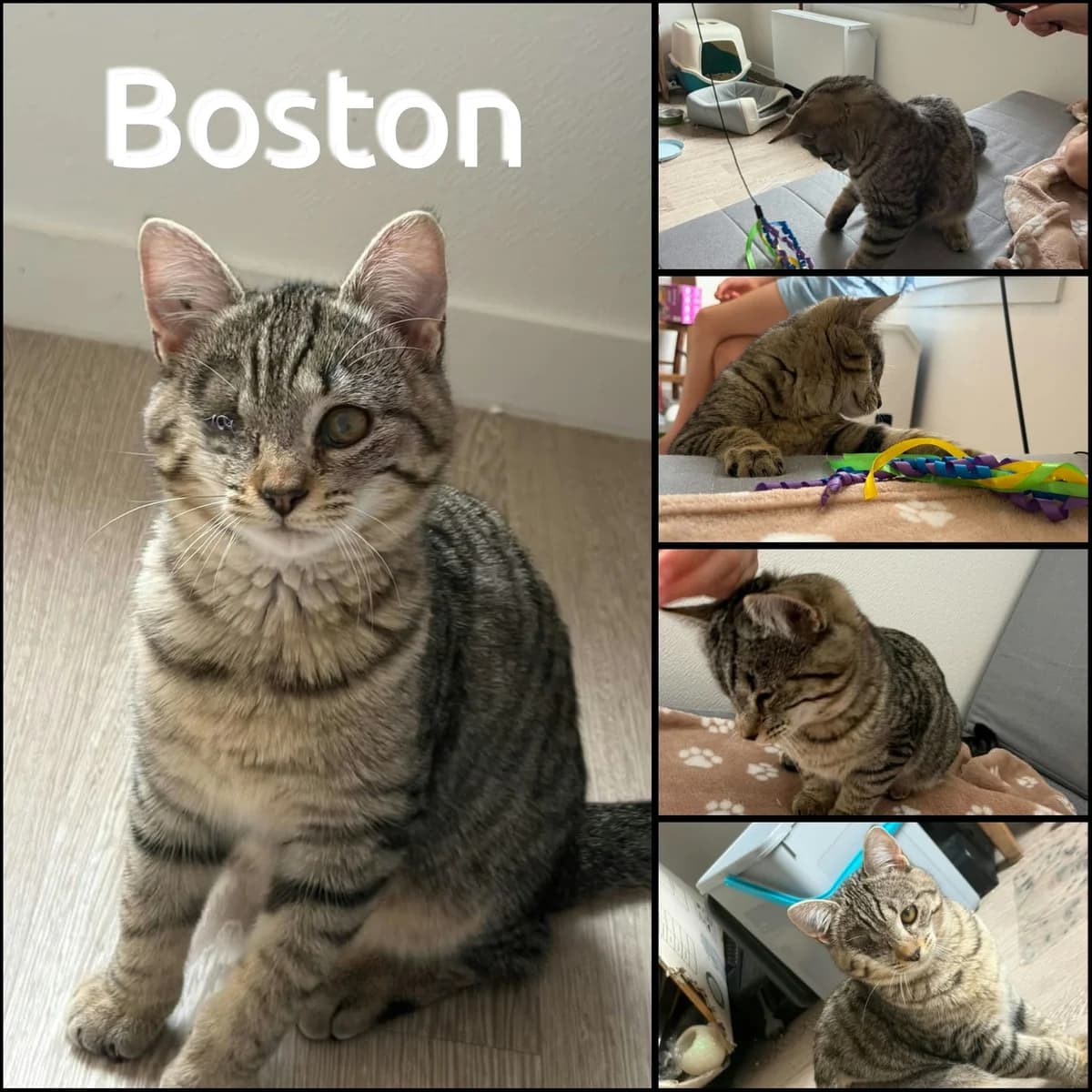 boston aa, female puppy Mixed Breed for adoption at AACE Aide Aux Chats Errants