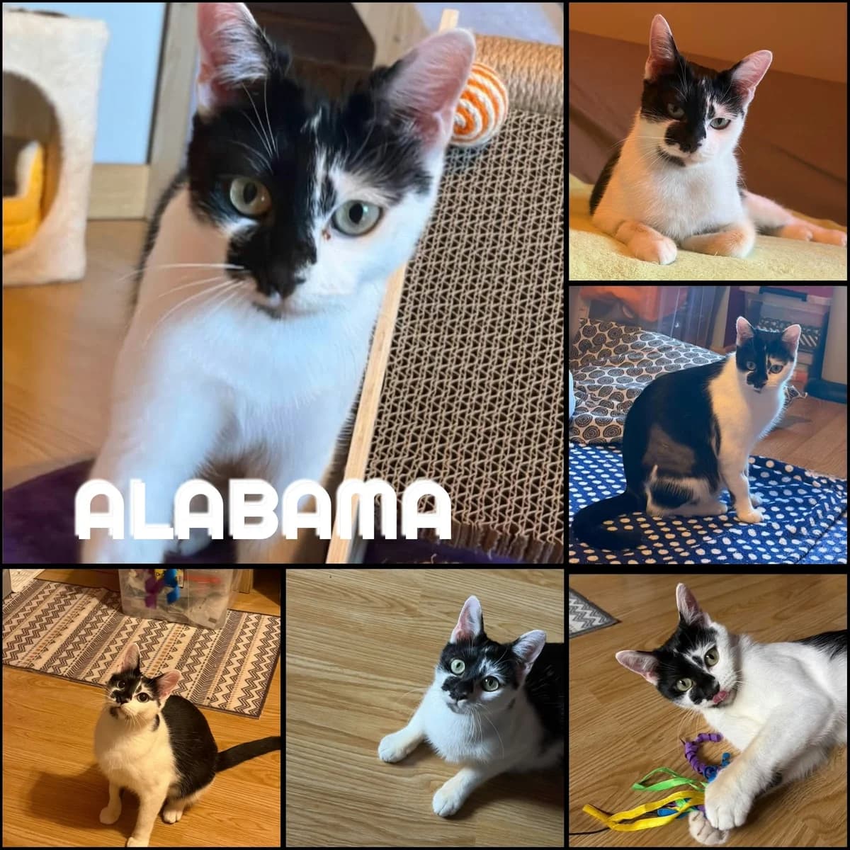Alabama aa, female 4yo Mixed Breed for adoption at AACE Aide Aux Chats Errants