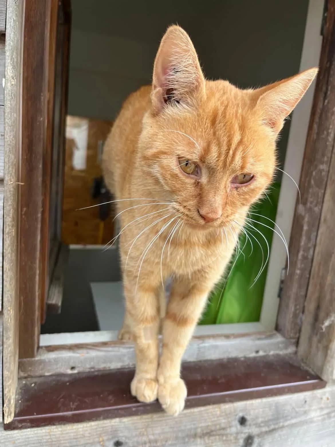 arsene, male young Mixed Breed for adoption at AACE Aide Aux Chats Errants