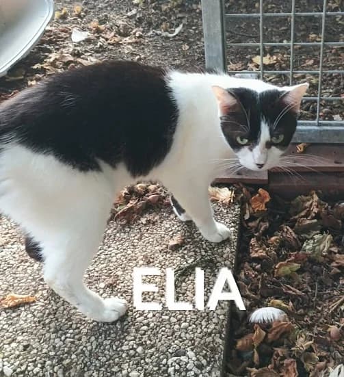 Elia, female 6yo Mixed Breed for adoption at AACE Aide Aux Chats Errants