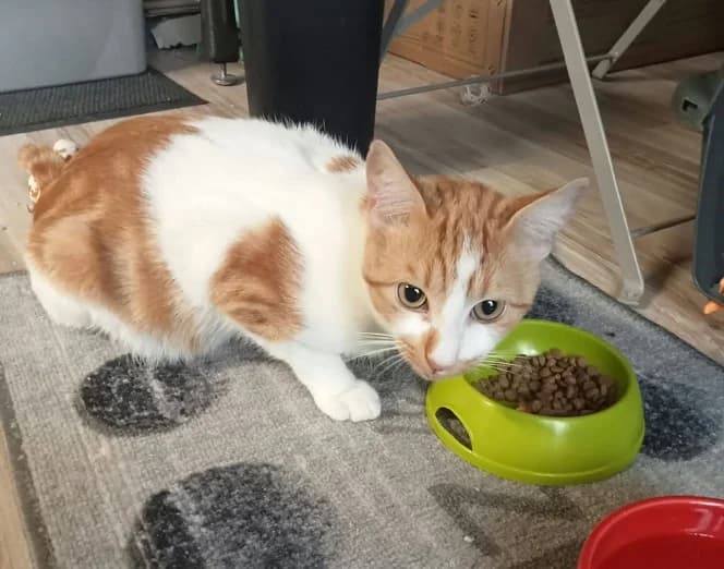 Vaillant a, male young Mixed Breed for adoption at AACE Aide Aux Chats Errants