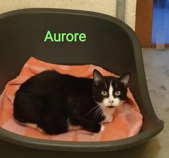 Aurore, female 6yo Mixed Breed for adoption at Association Chalonnaise de Protection des Animaux