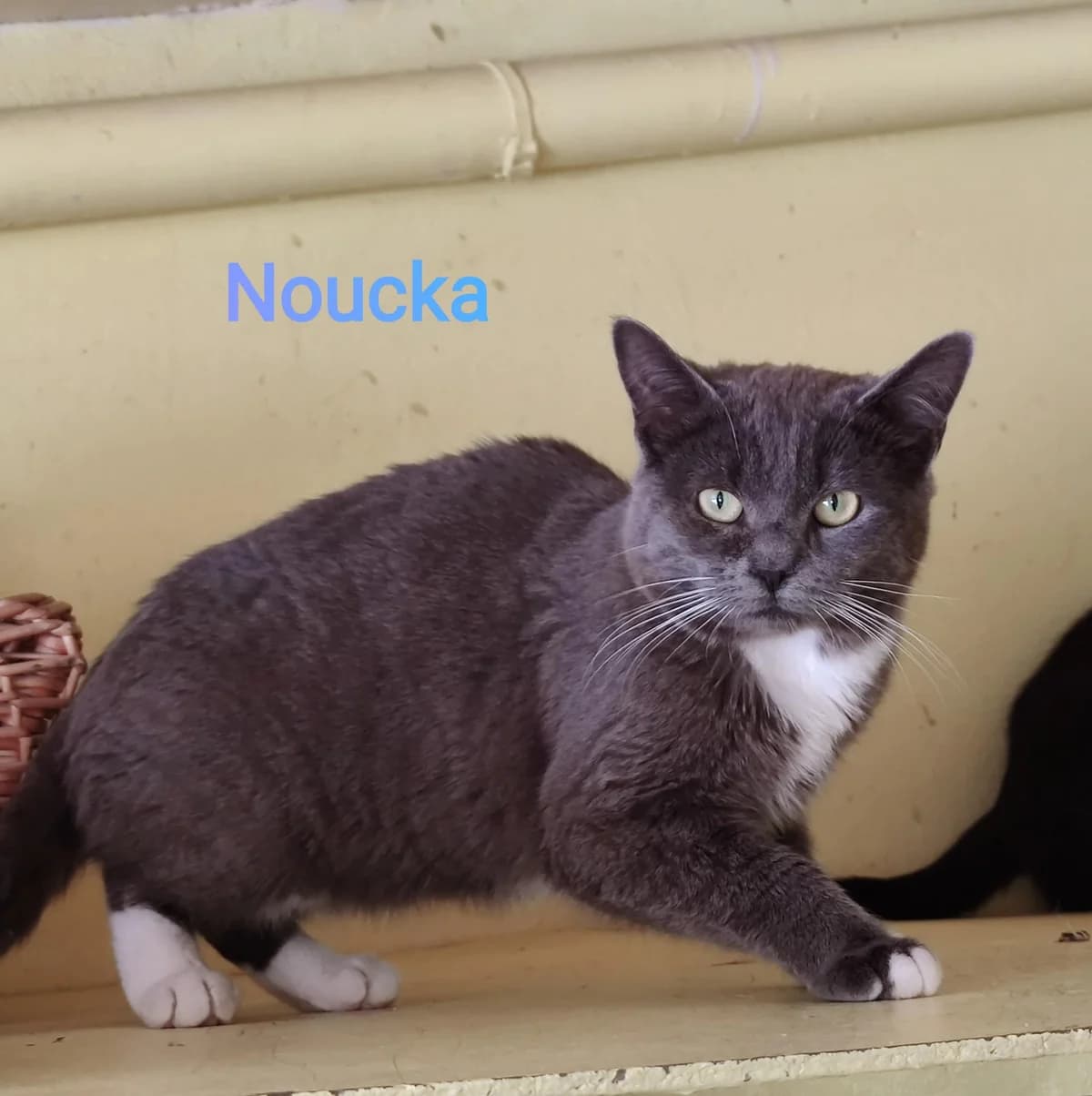Noucka, male 6yo Mixed Breed for adoption at Association Chalonnaise de Protection des Animaux