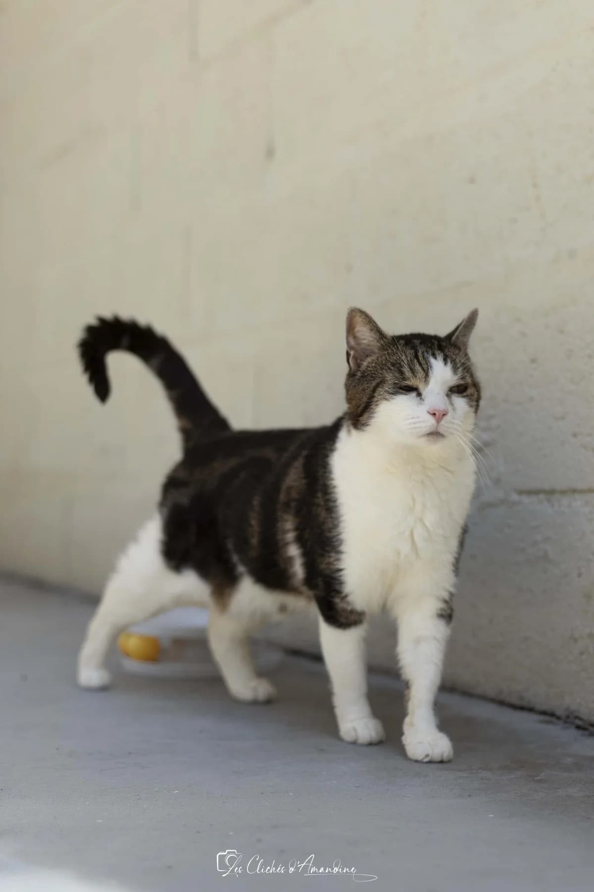 Guizmo, male 4yo Mixed Breed for adoption at Association Chalonnaise de Protection des Animaux
