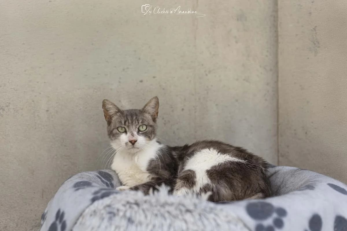 Ginko, male 6yo Mixed Breed for adoption at Association Chalonnaise de Protection des Animaux