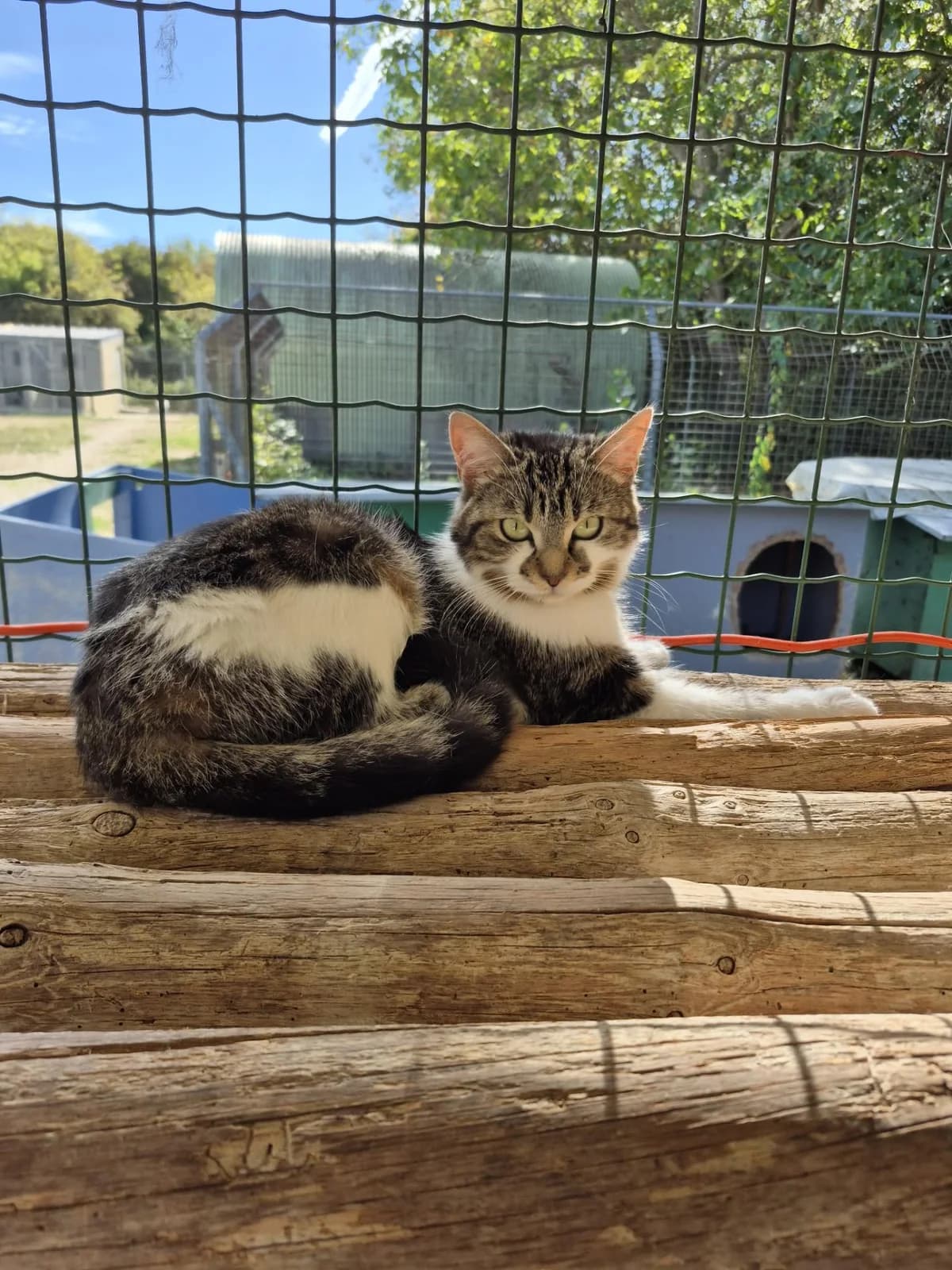Pearl, female young Mixed Breed for adoption at Association Chalonnaise de Protection des Animaux
