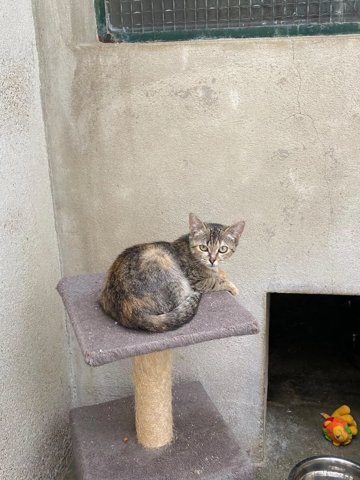 Tina, female puppy Mixed Breed for adoption at Association Chalonnaise de Protection des Animaux