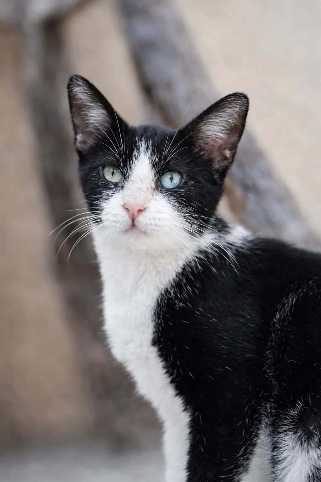Lua, female 3yo Mixed Breed for adoption at Association Chalonnaise de Protection des Animaux