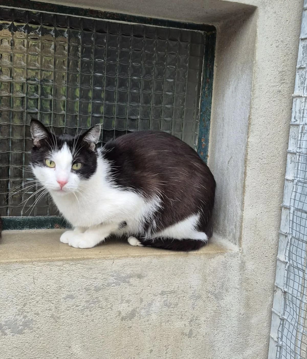 Felix, male young Mixed Breed for adoption at Association Chalonnaise de Protection des Animaux
