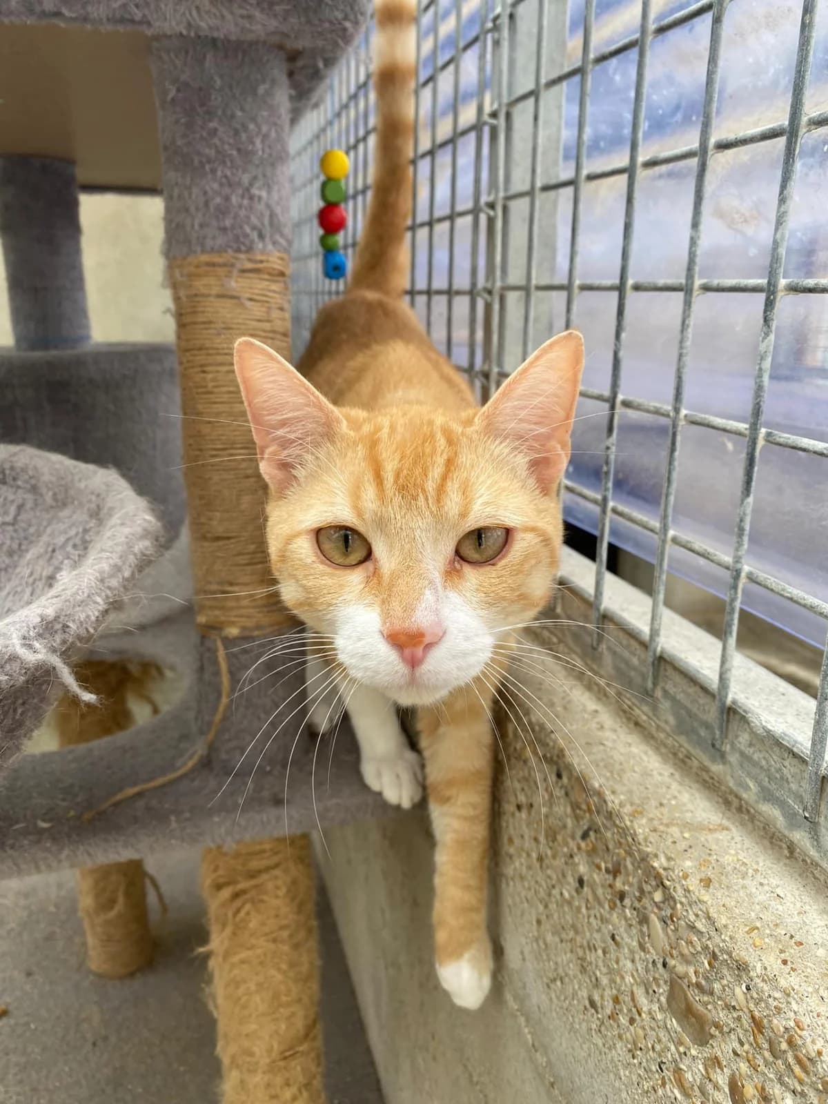 Mylo, male young Mixed Breed for adoption at Association Chalonnaise de Protection des Animaux