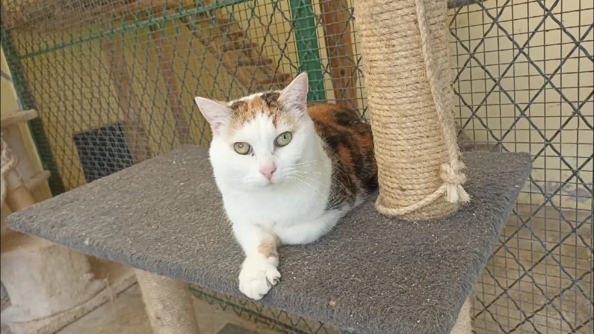 Duchesse, female 5yo Mixed Breed for adoption at Association Chalonnaise de Protection des Animaux