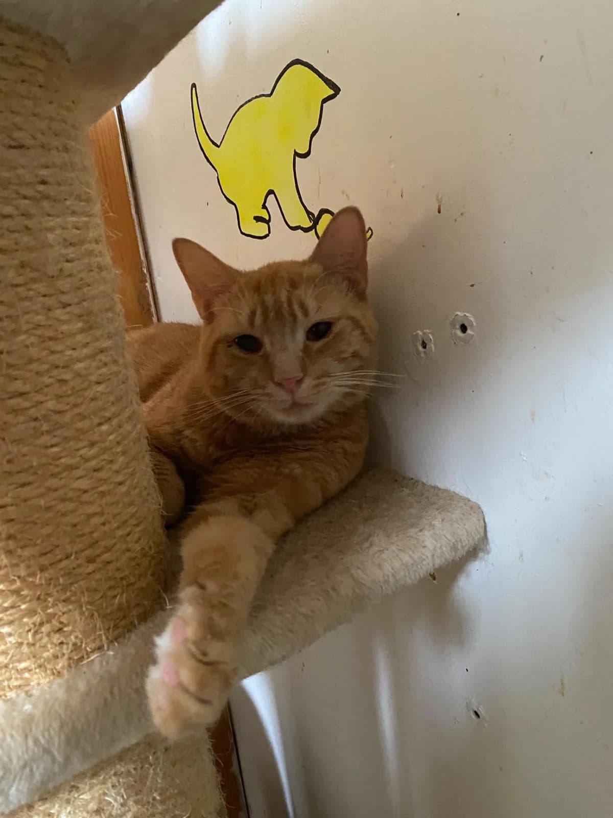 Caramel, male young Mixed Breed for adoption at Association Chalonnaise de Protection des Animaux