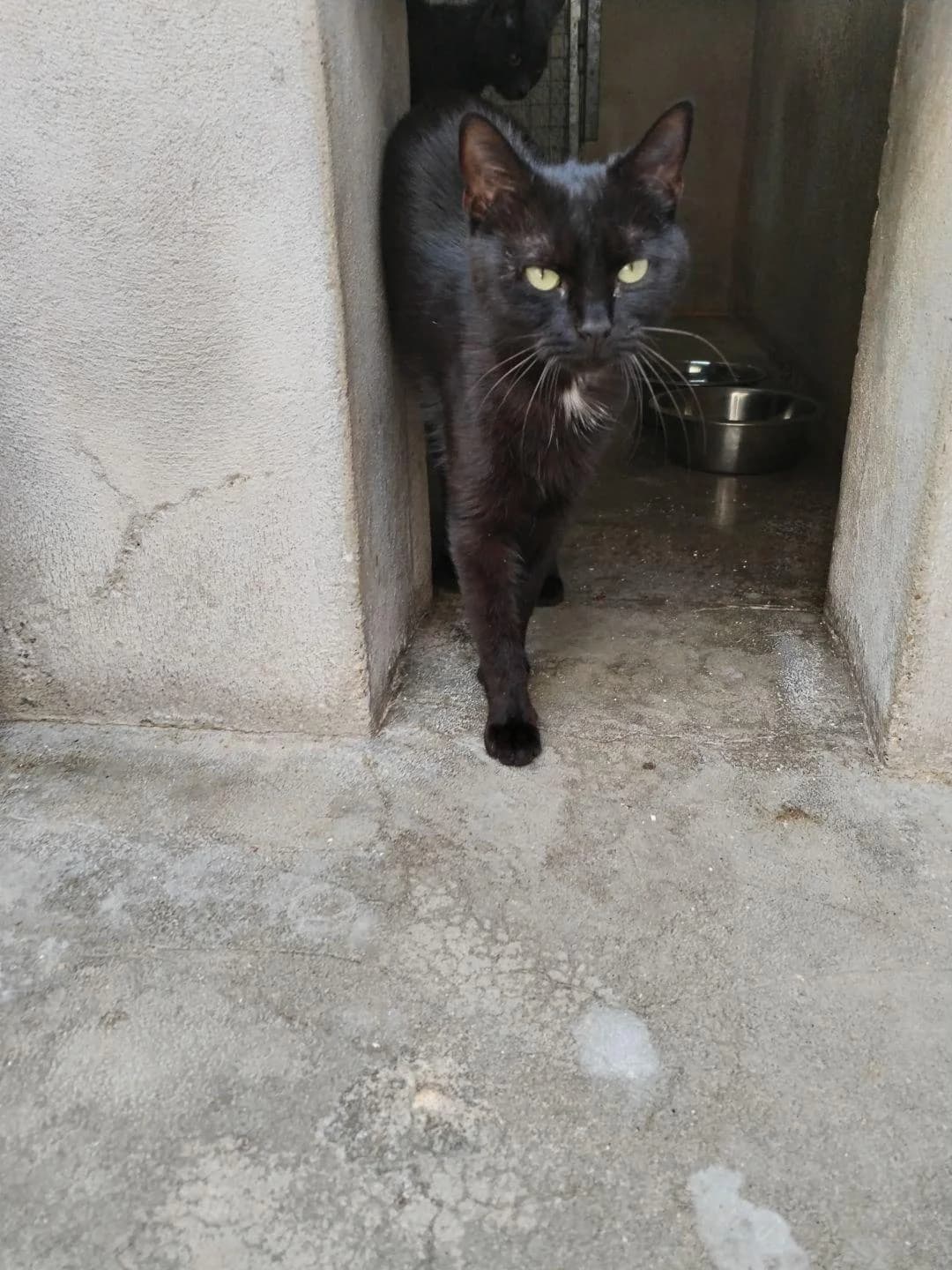 Aloé, female 3yo Mixed Breed for adoption at Association Chalonnaise de Protection des Animaux