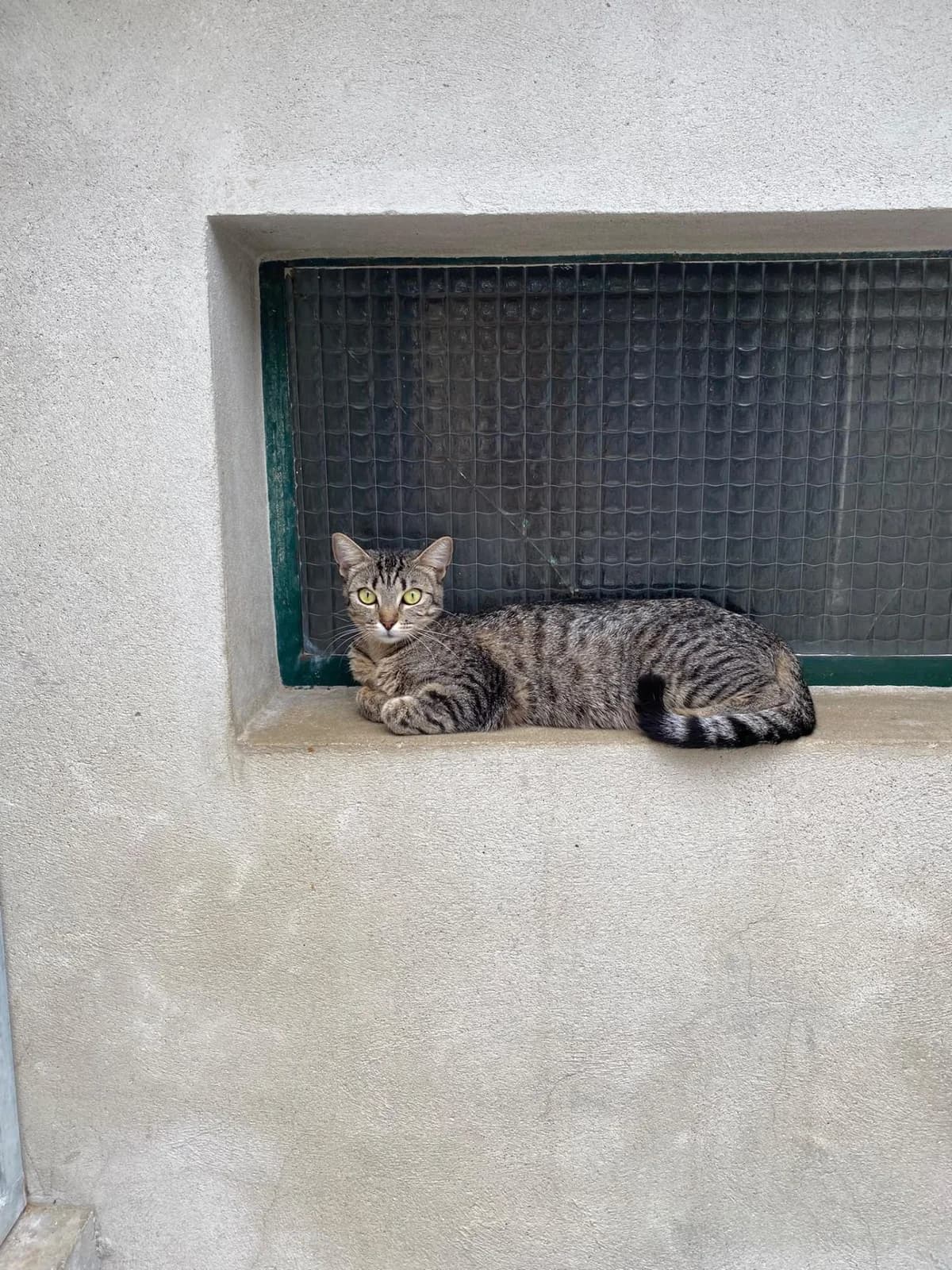 Judie, female young Mixed Breed for adoption at Association Chalonnaise de Protection des Animaux