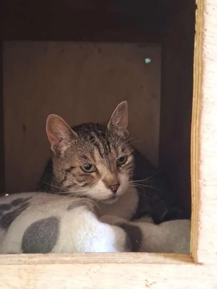 Gohane, female 5yo Mixed Breed for adoption at Association Chalonnaise de Protection des Animaux