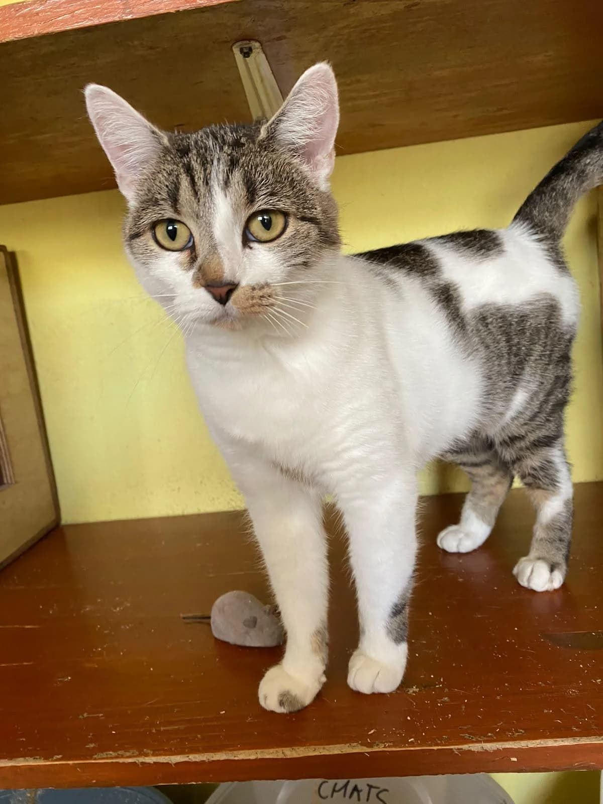 Cassis, female 4yo Mixed Breed for adoption at Association Chalonnaise de Protection des Animaux