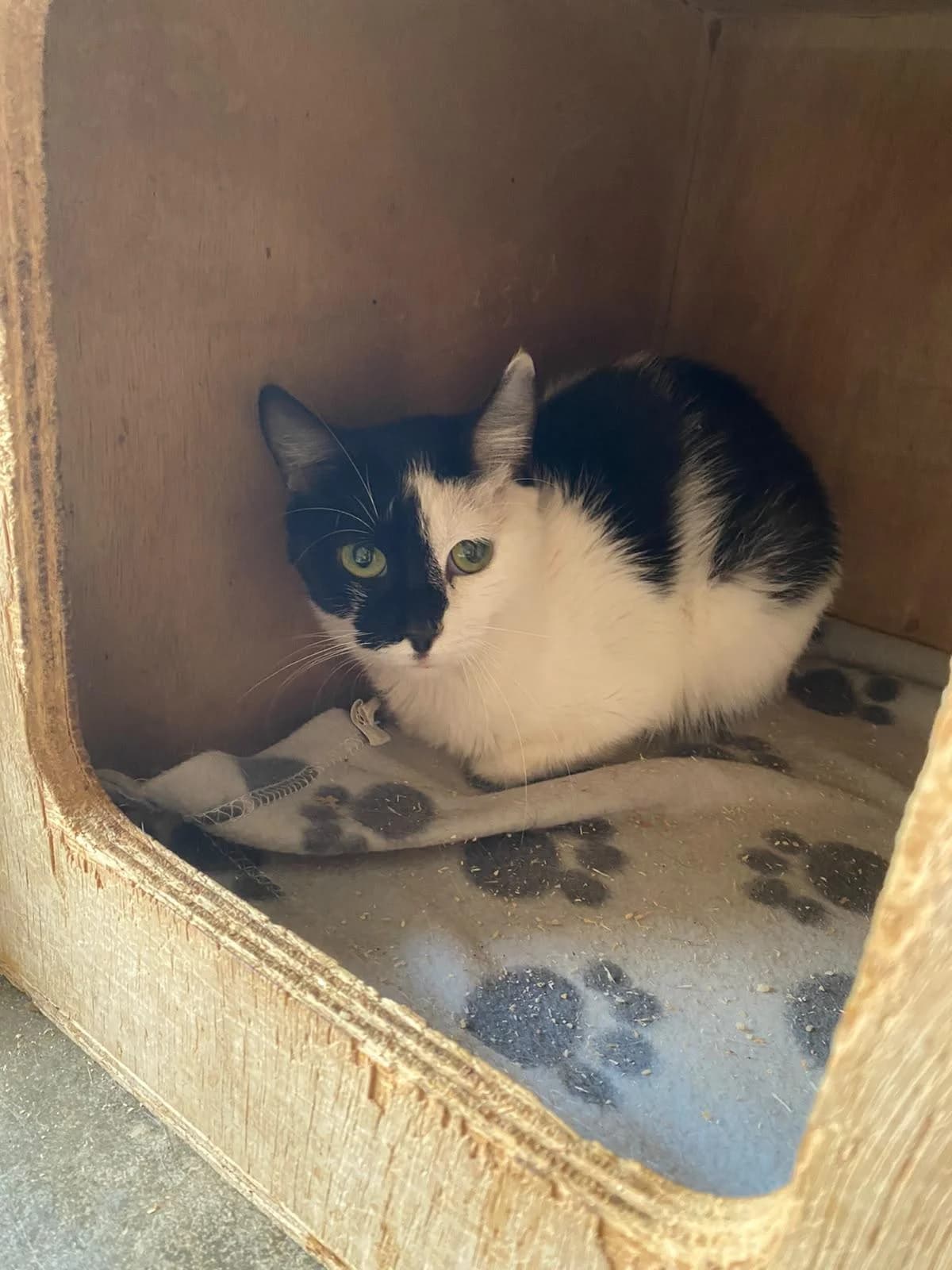 Tuxie, female 3yo Mixed Breed for adoption at Association Chalonnaise de Protection des Animaux