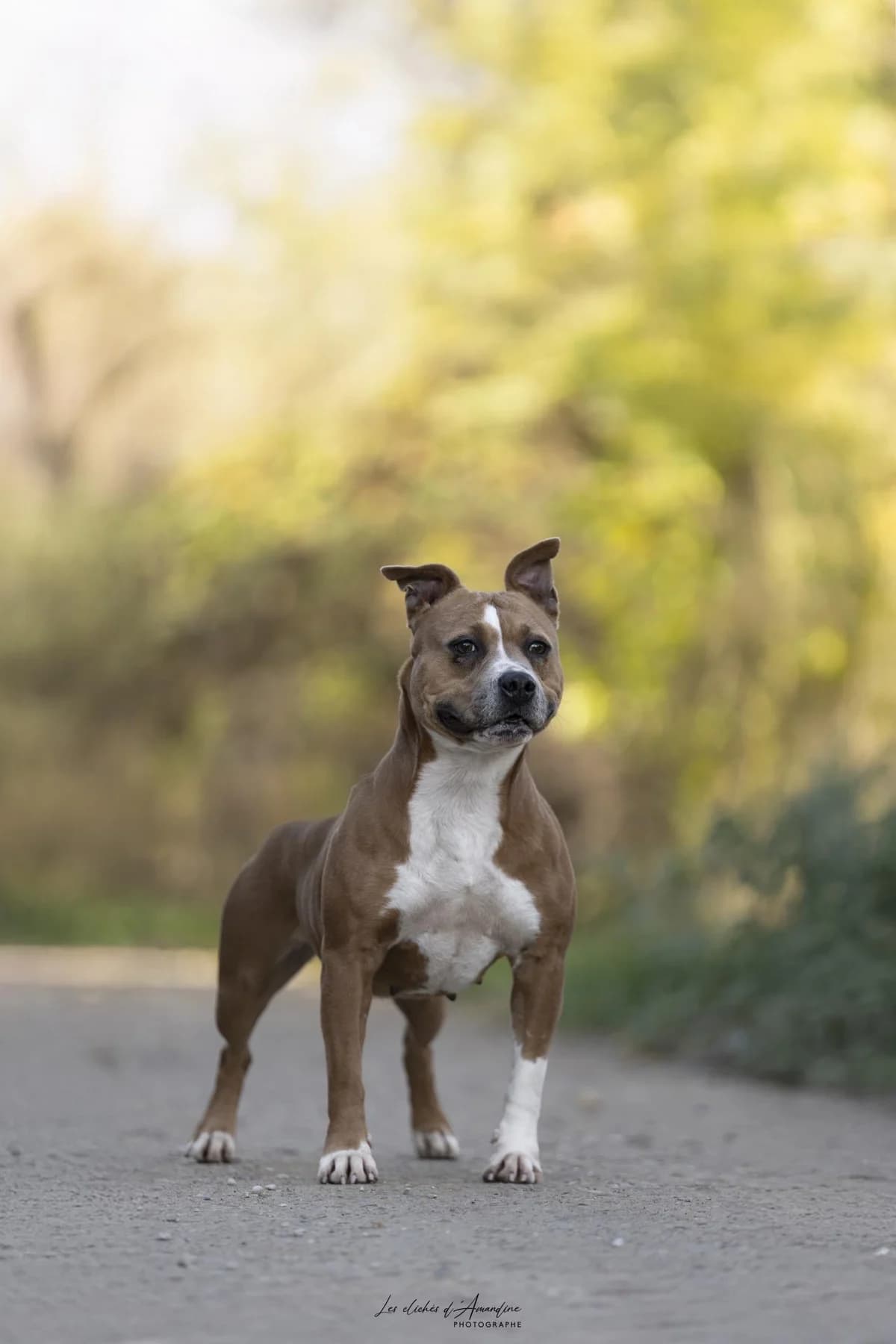 Tira, female 4yo Staffordshire Bull Terrier for adoption at Association Chalonnaise de Protection des Animaux
