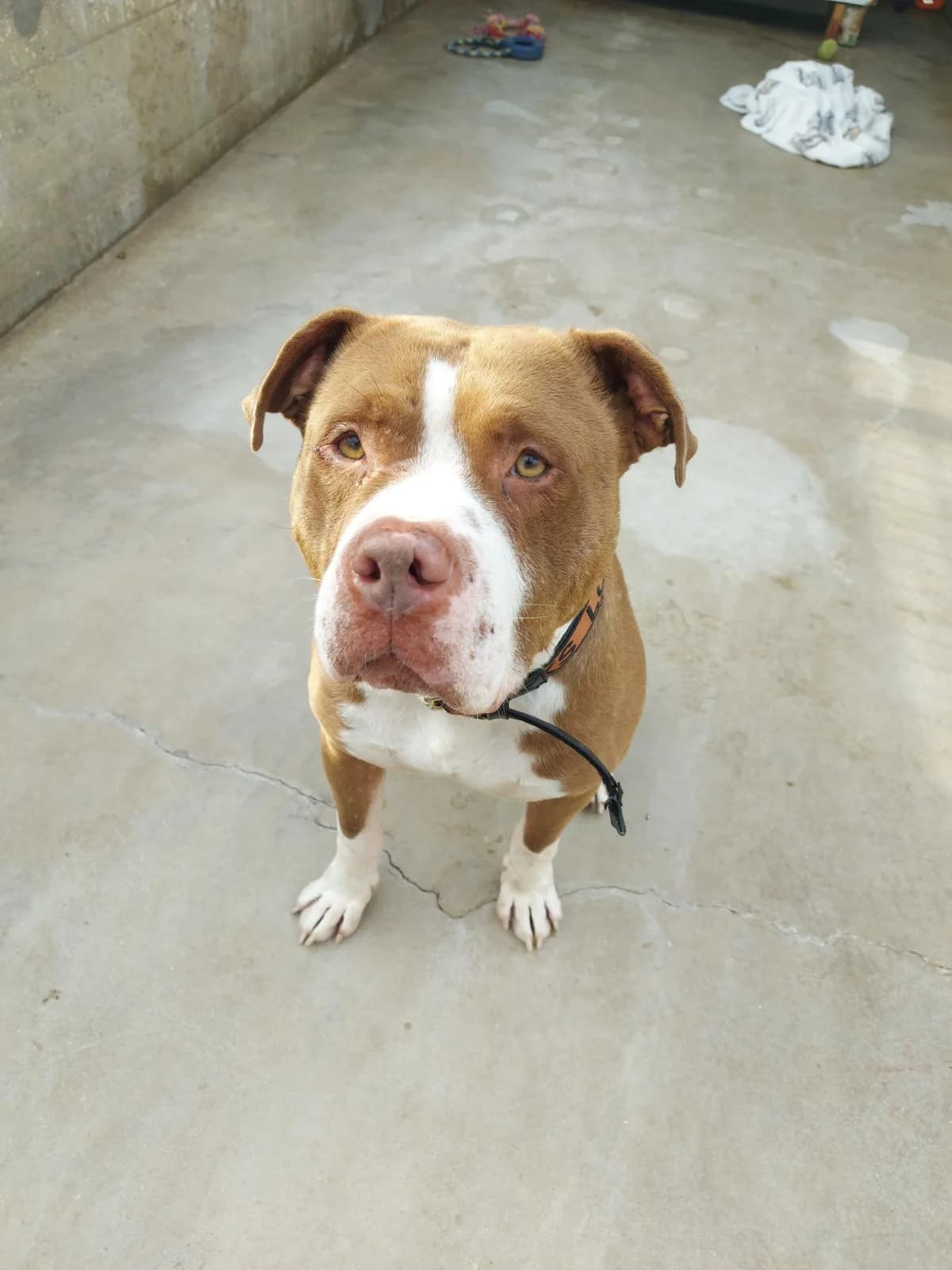 Kuro, male 4yo American Bully for adoption at Association Chalonnaise de Protection des Animaux
