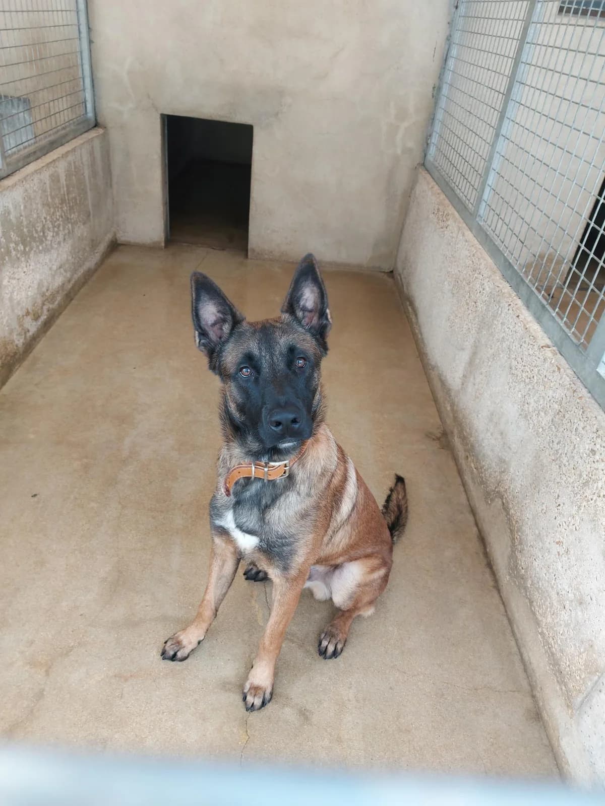 Toby, male young Belgian Malinois for adoption at Association Chalonnaise de Protection des Animaux