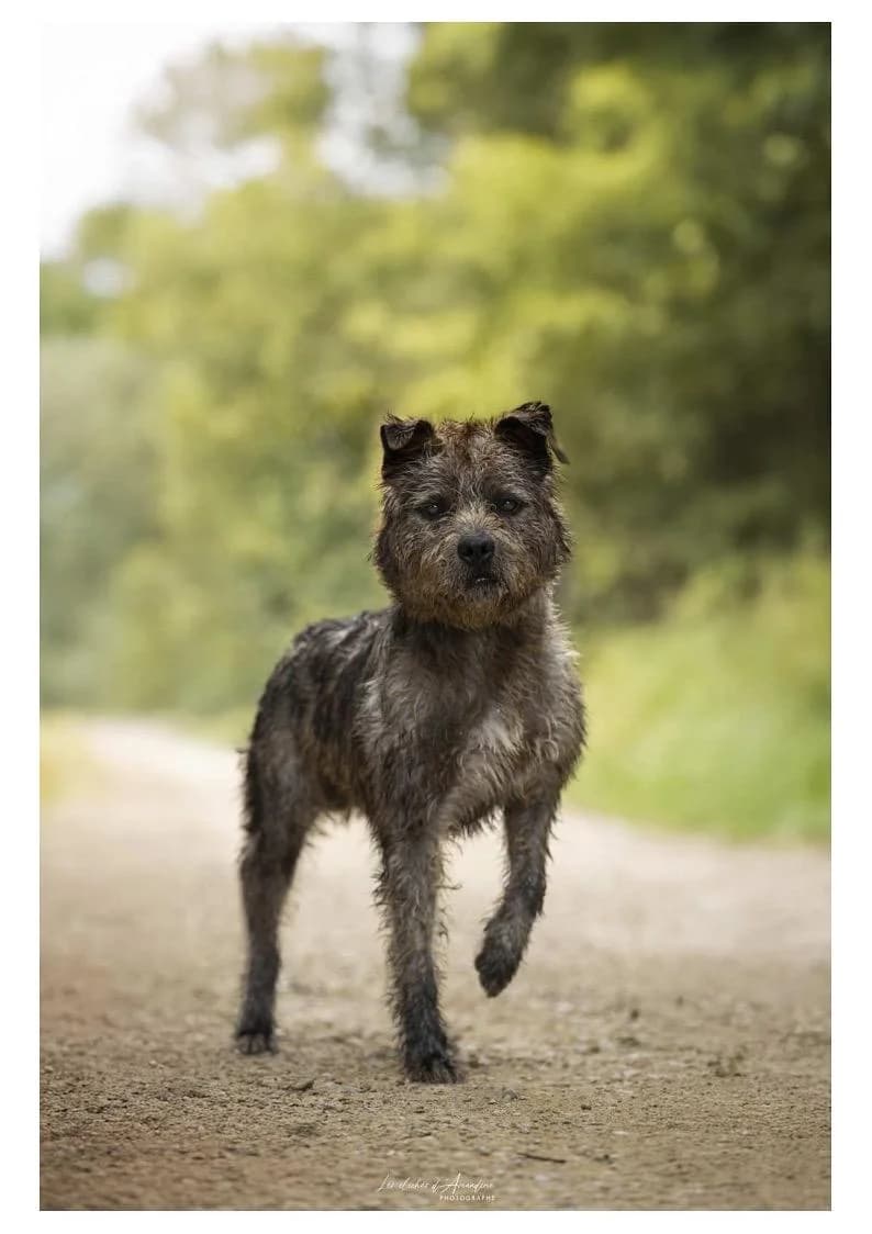Hagrid, male 3yo mixed breed for adoption at Association Chalonnaise de Protection des Animaux