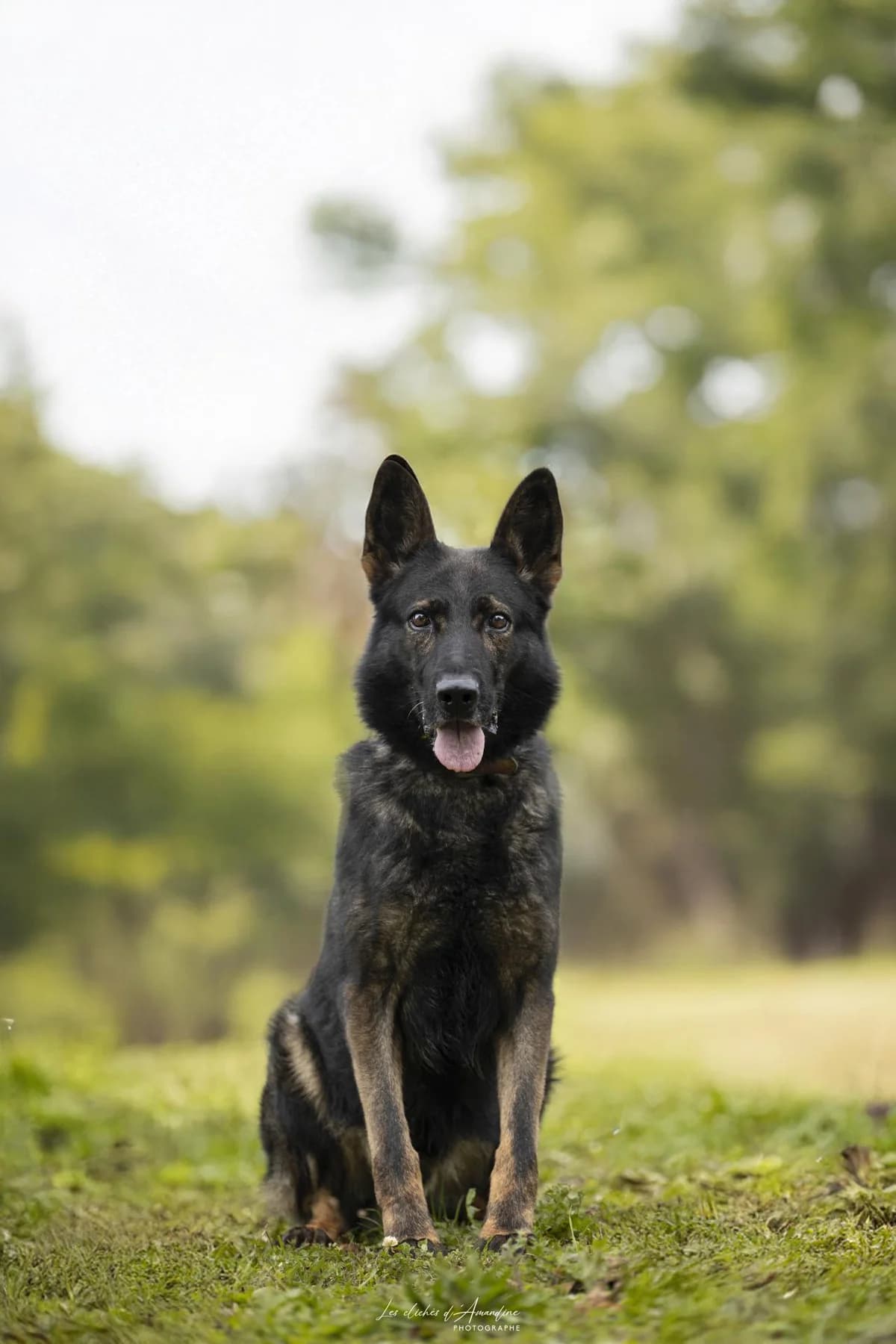 Nirko, male senior German Shepherd for adoption at Association Chalonnaise de Protection des Animaux