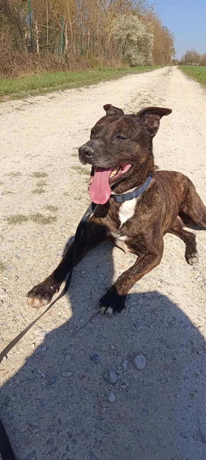 Koba, male 7yo mixed breed for adoption at Association Chalonnaise de Protection des Animaux