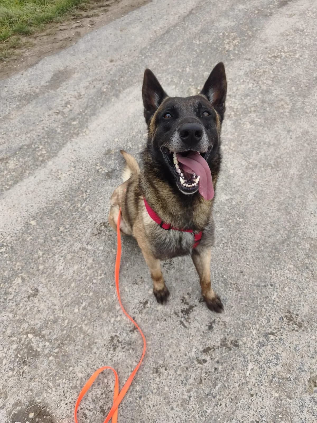 Tyrex, male 3yo Belgian Malinois for adoption at Association Chalonnaise de Protection des Animaux