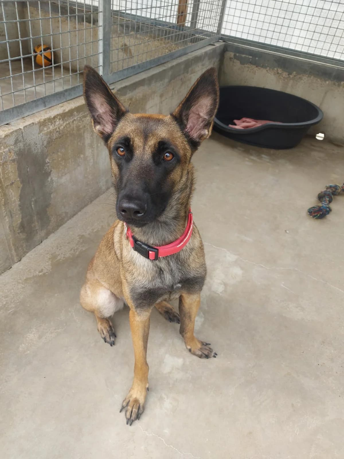 Ayka, female young Belgian Malinois for adoption at Association Chalonnaise de Protection des Animaux