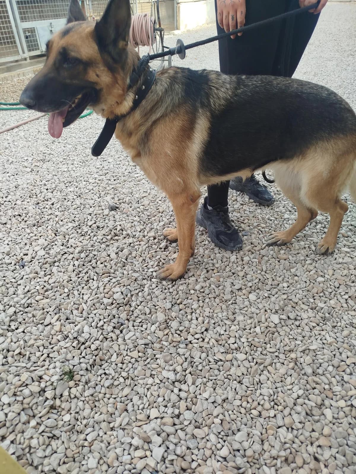 Ouchka, female senior German Shepherd for adoption at Association Chalonnaise de Protection des Animaux