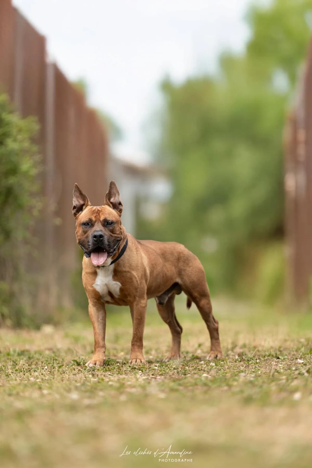 Django, male senior American Staffordshire Terrier for adoption at Association Chalonnaise de Protection des Animaux