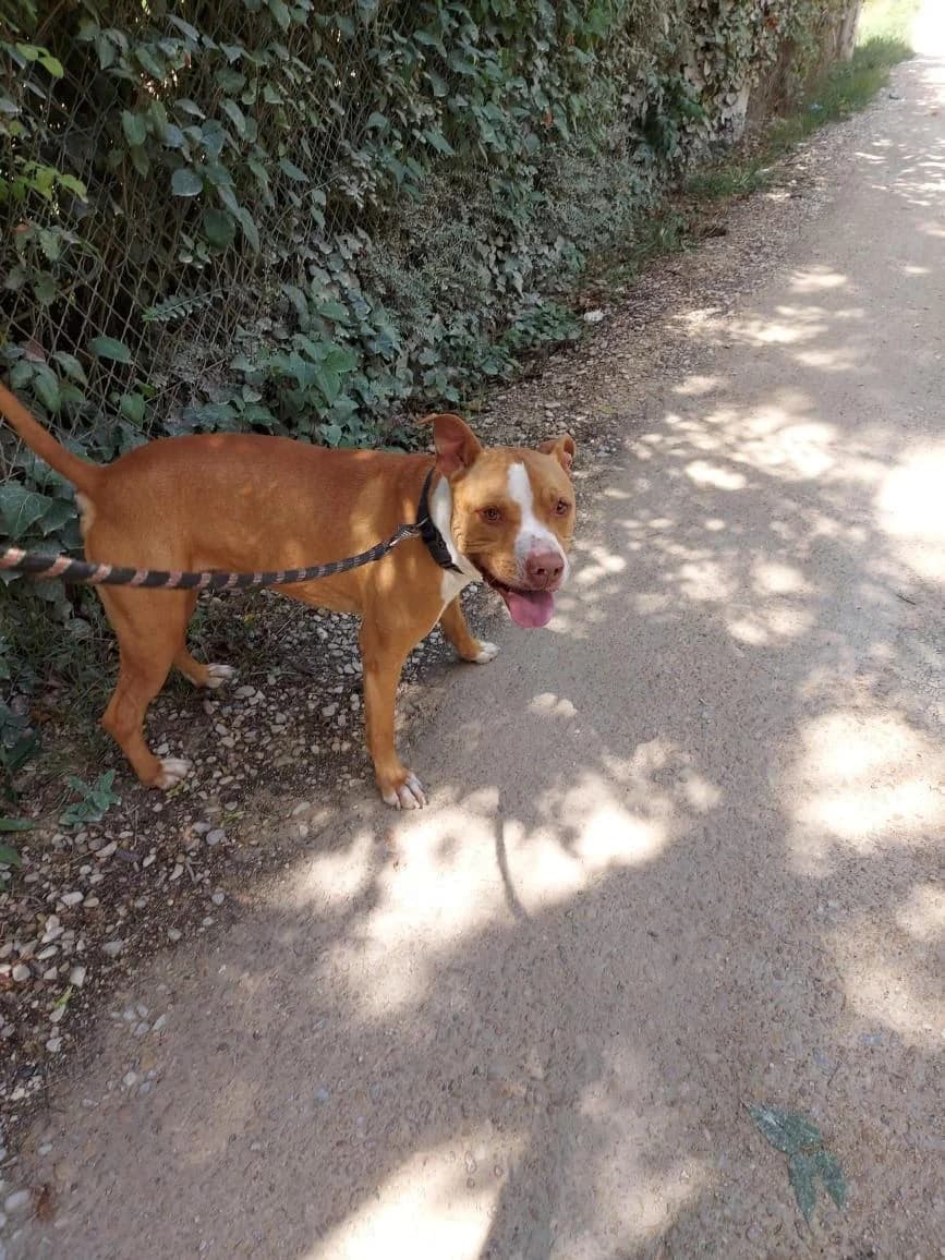 Fifty, male 5yo mixed breed for adoption at Association Chalonnaise de Protection des Animaux
