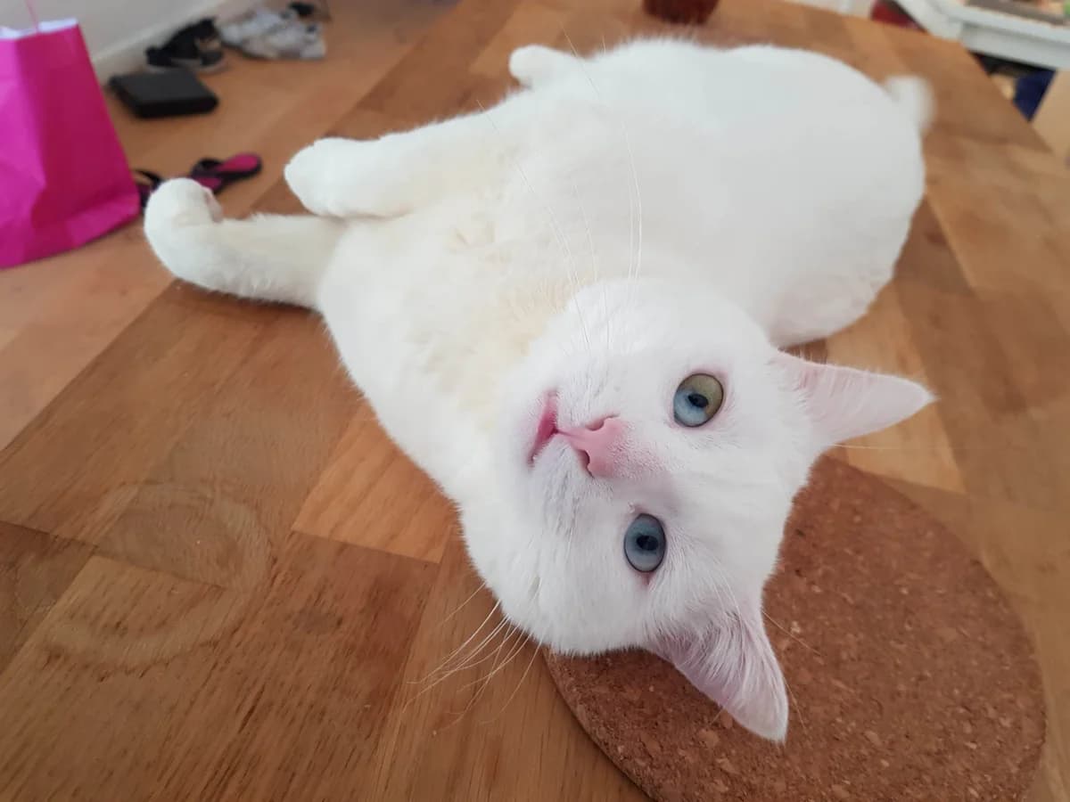 Mojo, male senior European Shorthair for adoption at Action 4 Pets, France