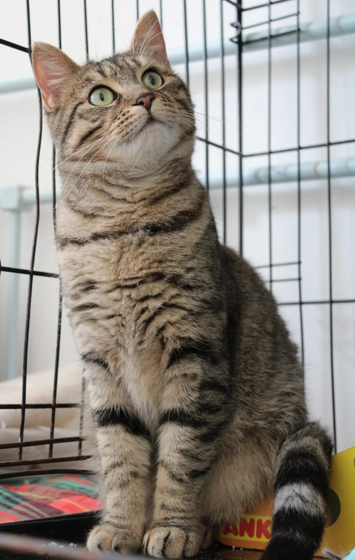 Shashaï, female 5yo European Shorthair for adoption at Action 4 Pets, France
