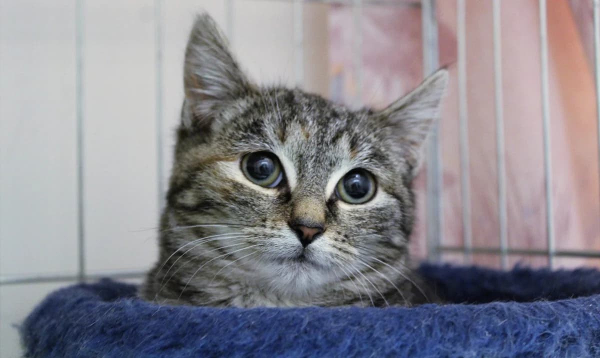 Torride, female 4yo European Shorthair for adoption at Action 4 Pets, France