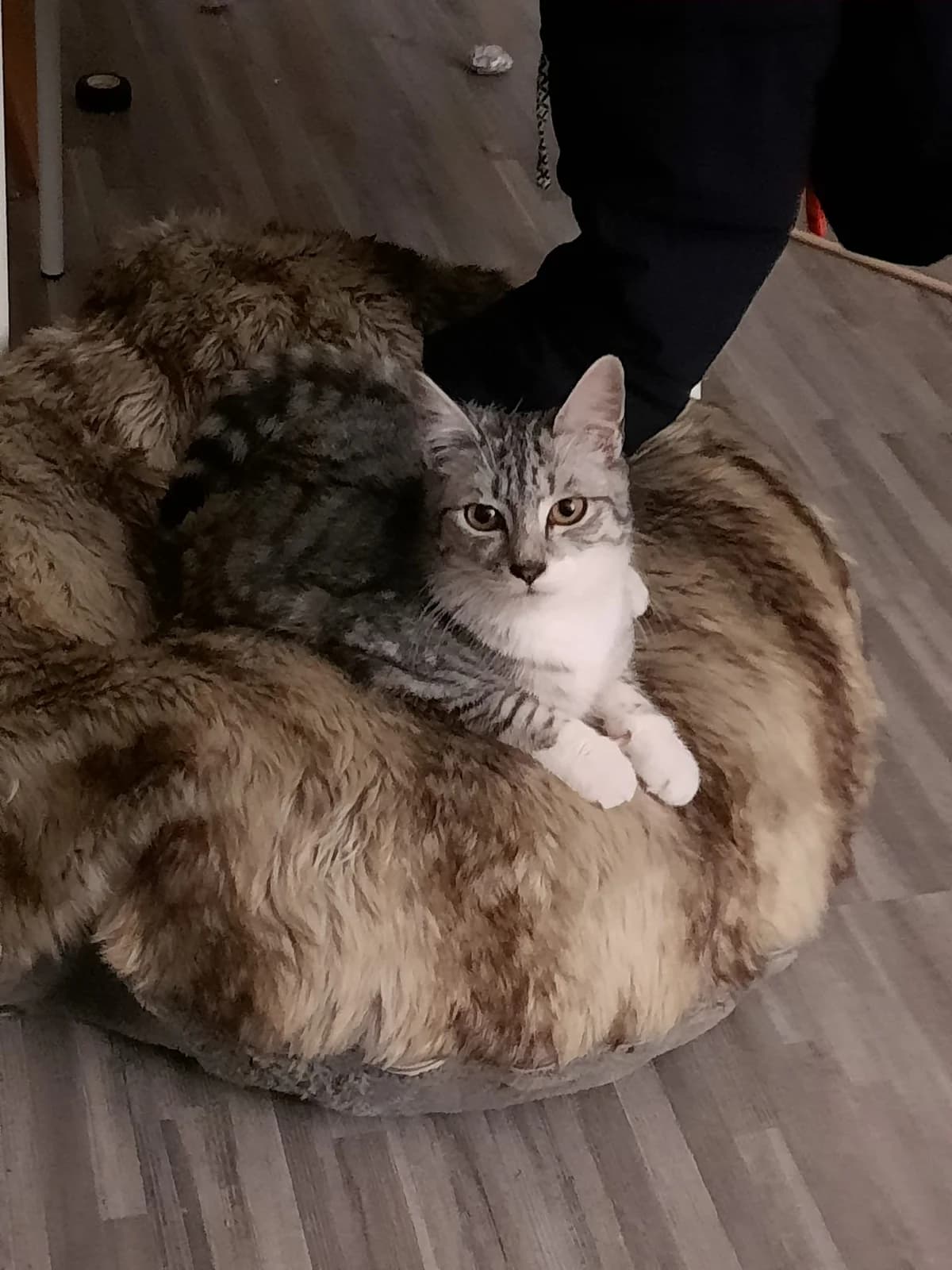 Thamuz, male 4yo European Shorthair for adoption at Action 4 Pets, France