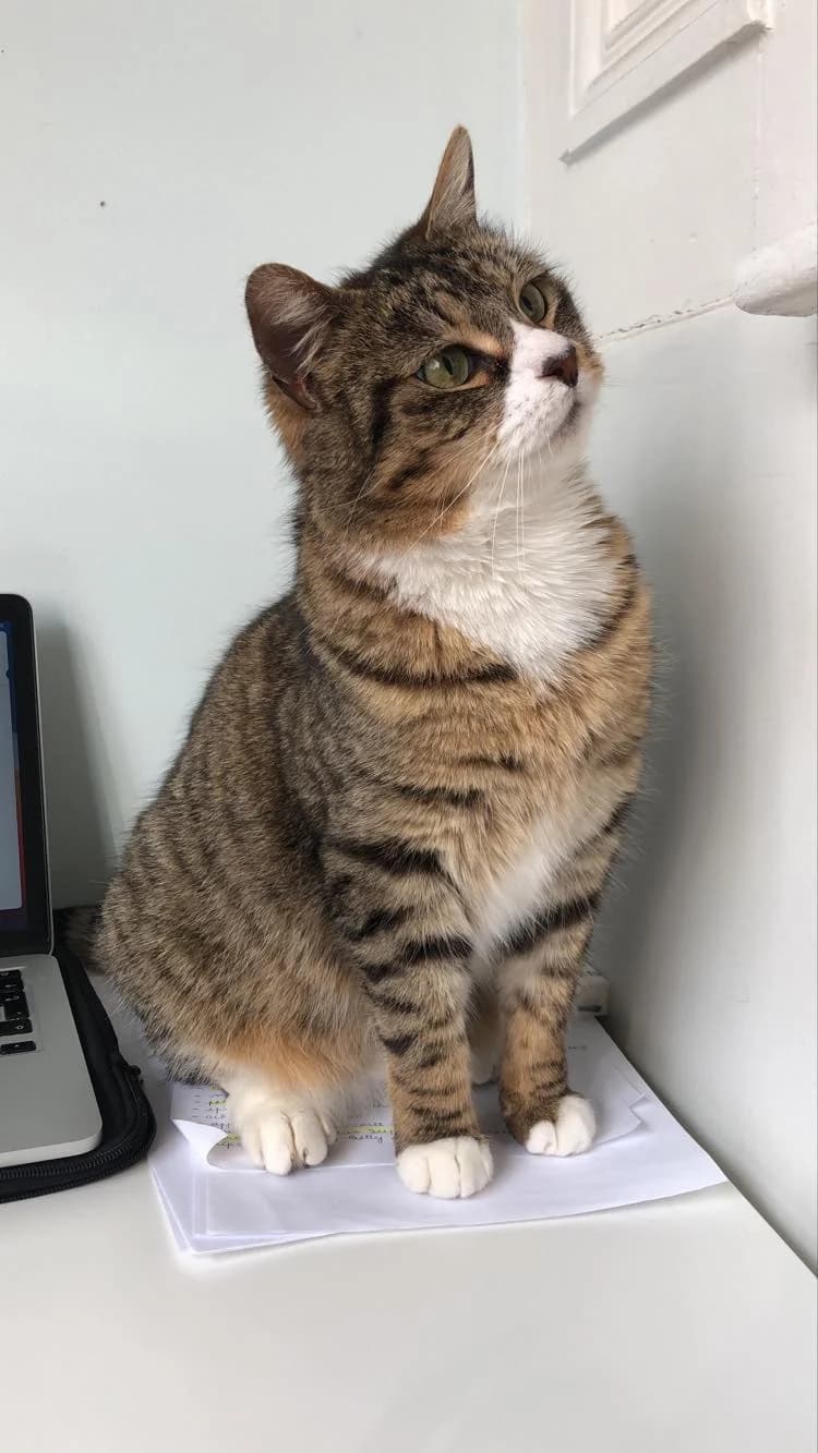Tefnout, female 4yo European Shorthair for adoption at Action 4 Pets, France
