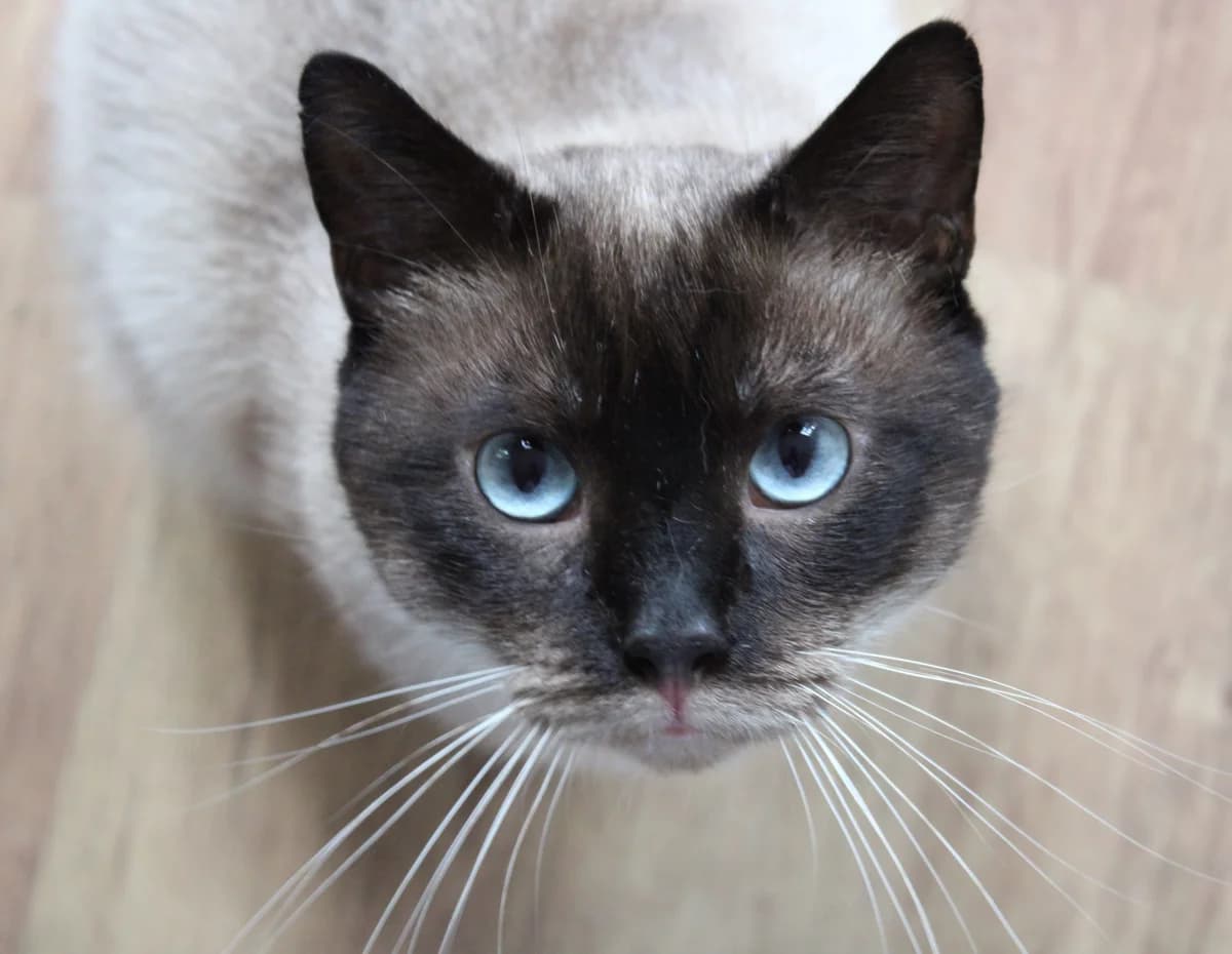 Nobel, male senior European Shorthair for adoption at Action 4 Pets, France