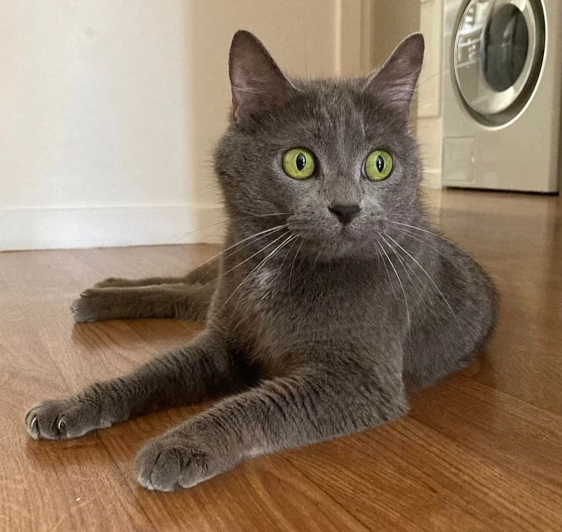 Sourishaddaï, female 5yo European Shorthair for adoption at Action 4 Pets, France