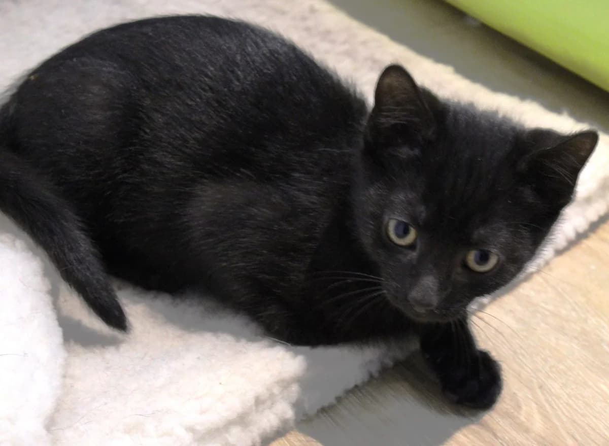 Under, male 3yo European Shorthair for adoption at Action 4 Pets, action 4 pets