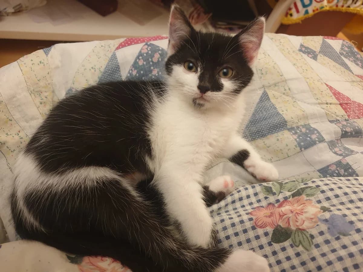 Upside, female 3yo European Shorthair for adoption at Action 4 Pets, action 4 pets