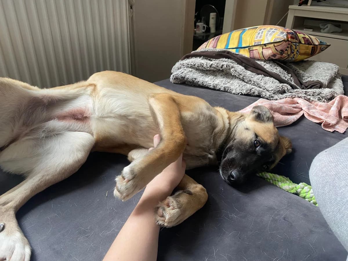 Ubisoft, female Mixed Breed for adoption at Action 4 Pets, France