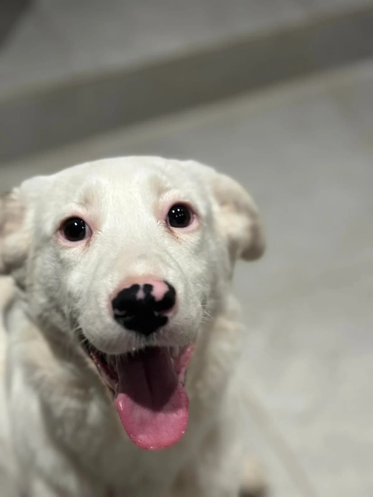 Unakite, female Mixed Breed for adoption at Action 4 Pets, France