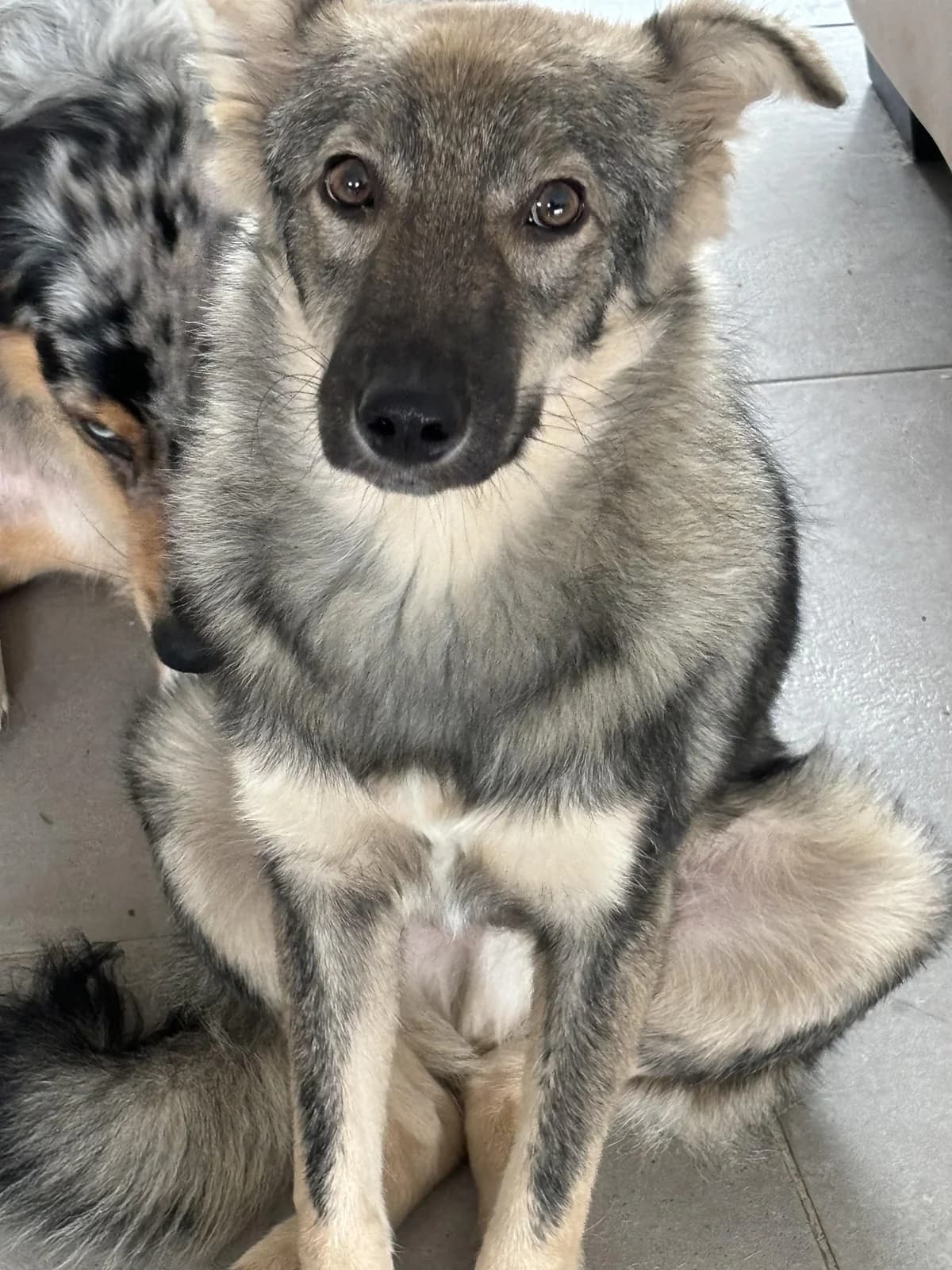 Udyr, male Mixed Breed for adoption at Action 4 Pets, France