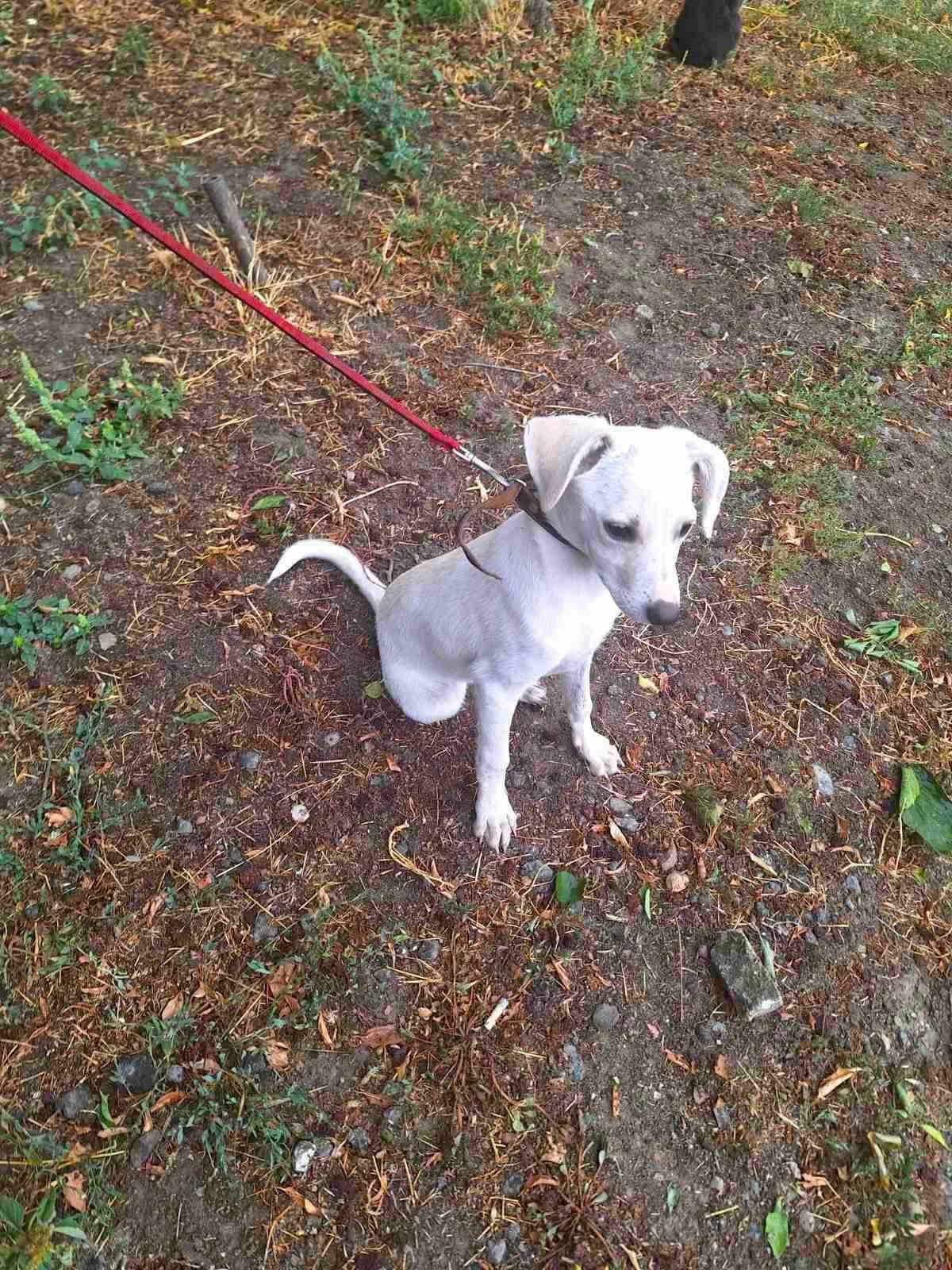 Yuumi, female puppy Mixed Breed for adoption at Action 4 Pets, France