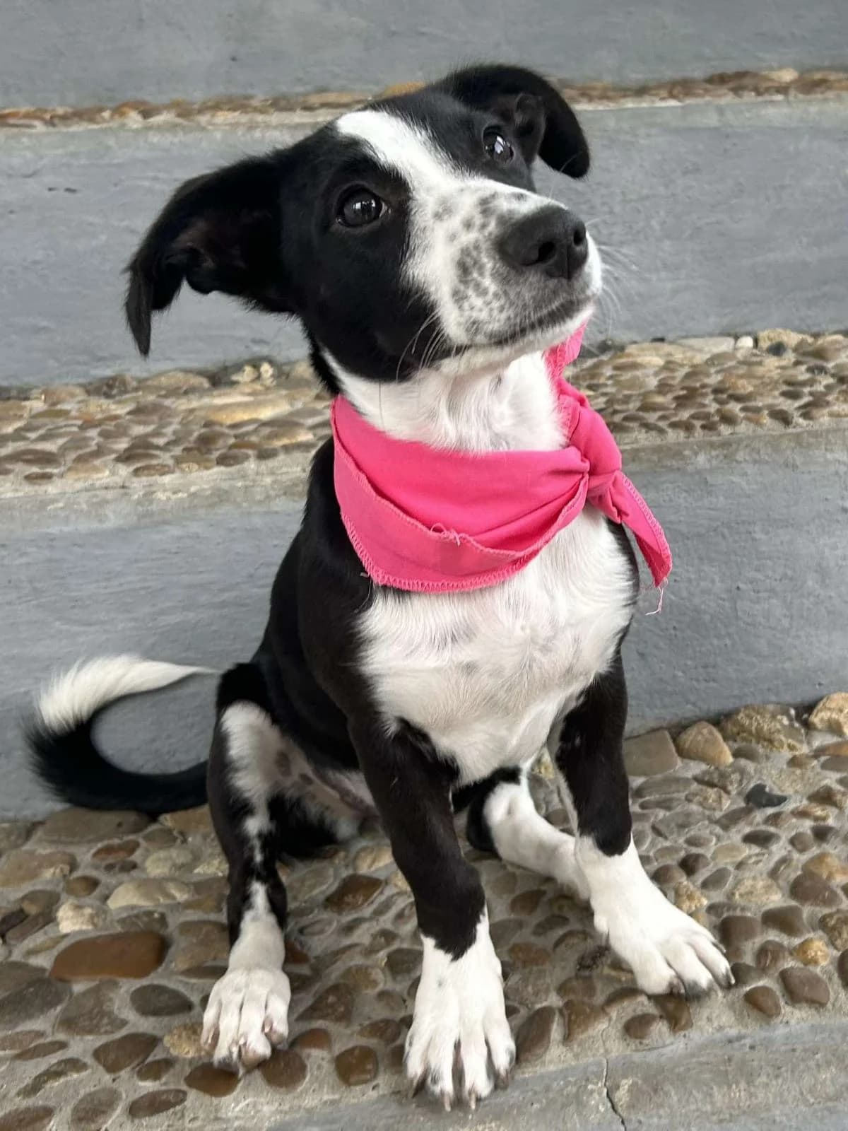 Vodka, female puppy Mixed Breed for adoption at Action 4 Pets, France