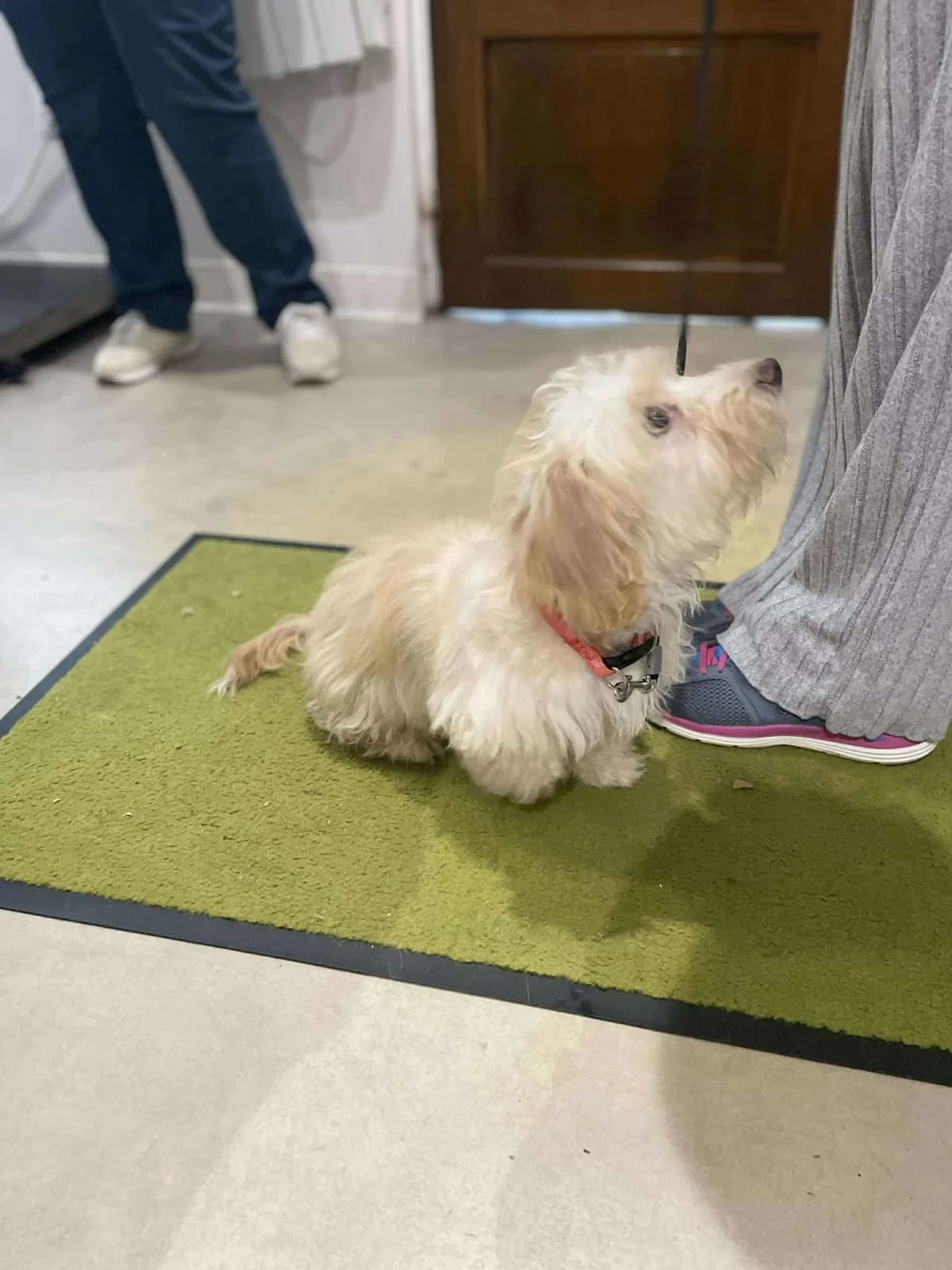 Aslak, male Bichon Frisé for adoption at Action 4 Pets, France